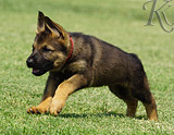 german shepherd puppy for sale