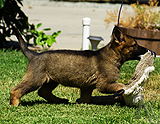 german shepherd puppy for sale