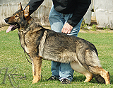 personal protection german shepherd dog for sale