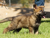 german shepherd puppies for sale