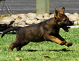 german shepherd puppy for sale