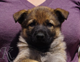 german shepherd puppy for sale