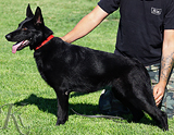 AKC registerd family companion german shepherd for sale