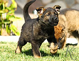 german shepherd puppies for sale