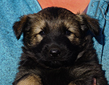 german shepherd puppy for sale