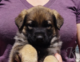 german shepherd puppy for sale