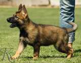 german shepherd puppies for sale