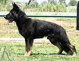 trained German Shepherd  dog for sale