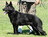 trained personal protection german shepherd dog for sale