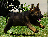 german shepherd puppy for sale