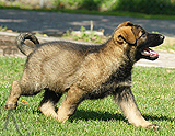 german shepherd puppy for sale