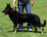 AKC registered trained personal protection german shepherd dog for sale