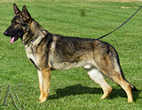 personal protection german shepherd dog for sale