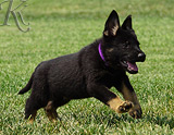 german shepherd puppy for sale