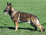 German Shepherd protection dog for sale