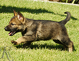 german shepherd puppy for sale