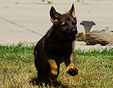 german shepherd puppy for sale