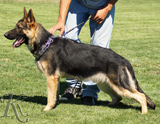 trained personal protection german shepherd dog for sale