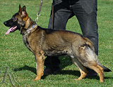 AKC registered trained personal protection german shepherd dog for sale