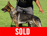 AKC registerd family companion german shepherd for sale