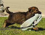 german shepherd puppy for sale