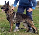 german shepherd  dog  CORA z Ptaciho hnizda