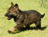 german shepherd puppy for sale