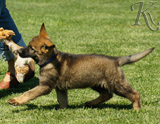 german shepherd puppies for sale