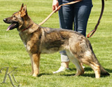 german shepherd dog