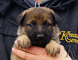 german shepherd puppy for sale