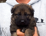 german shepherd puppy for sale