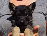 german shepherd puppy for sale