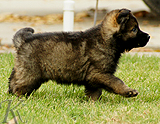 german shepherd puppy for sale