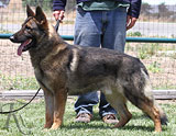 trained German Shepherd  dog for sale