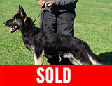 AKC registered trained personal protection german shepherd dog for sale