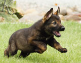 german shepherd puppies for sale