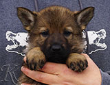 german shepherd puppy for sale