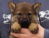 german shepherd puppy for sale