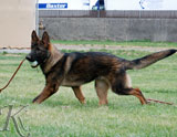 german shepherd puppy Dakar