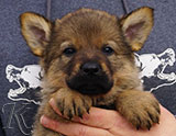 german shepherd puppy for sale