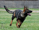 german shepherd puppy Dakota