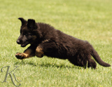 german shepherd puppies for sale