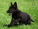 german shepherd puppy for sale