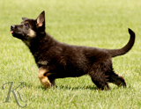 german shepherd puppies for sale