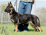 german shepherd Dana