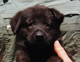 german shepherd puppy for sale