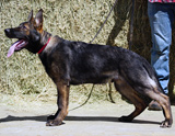 german shepherd puppy for sale