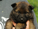 german shepherd puppy for sale