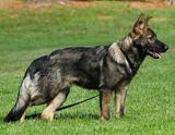 german shepherd puppy for sale