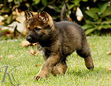 german shepherd puppy for sale